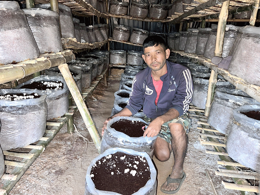 डोटीमा शाहीद्वारा व्यावसायिक गोब्रे च्याउ उत्पादनको थालनी 