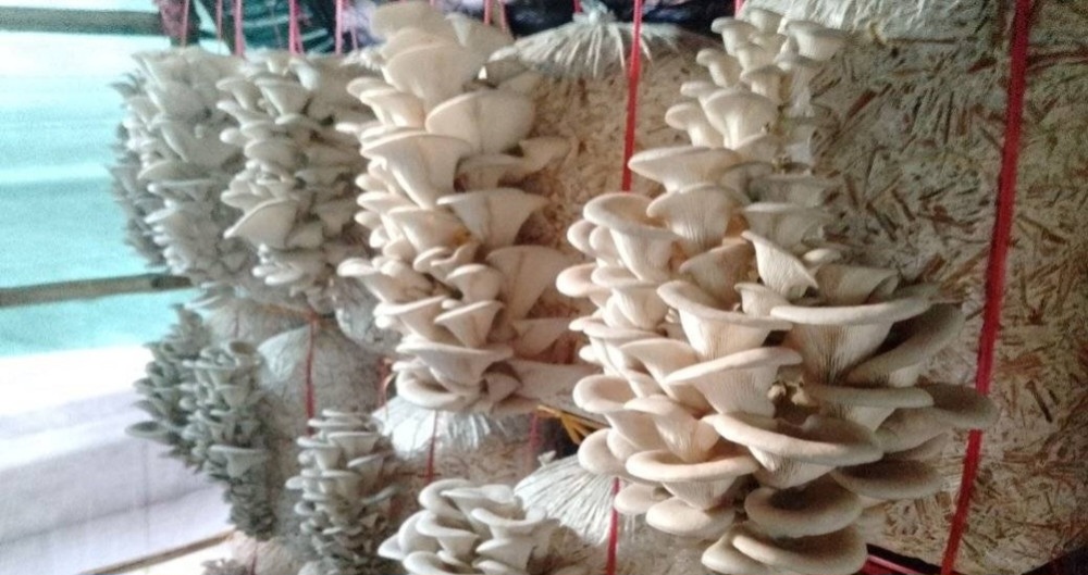 च्याउ खेतीबाट मनग्गे आम्दानी गर्दै डडेल्धुराका किसान