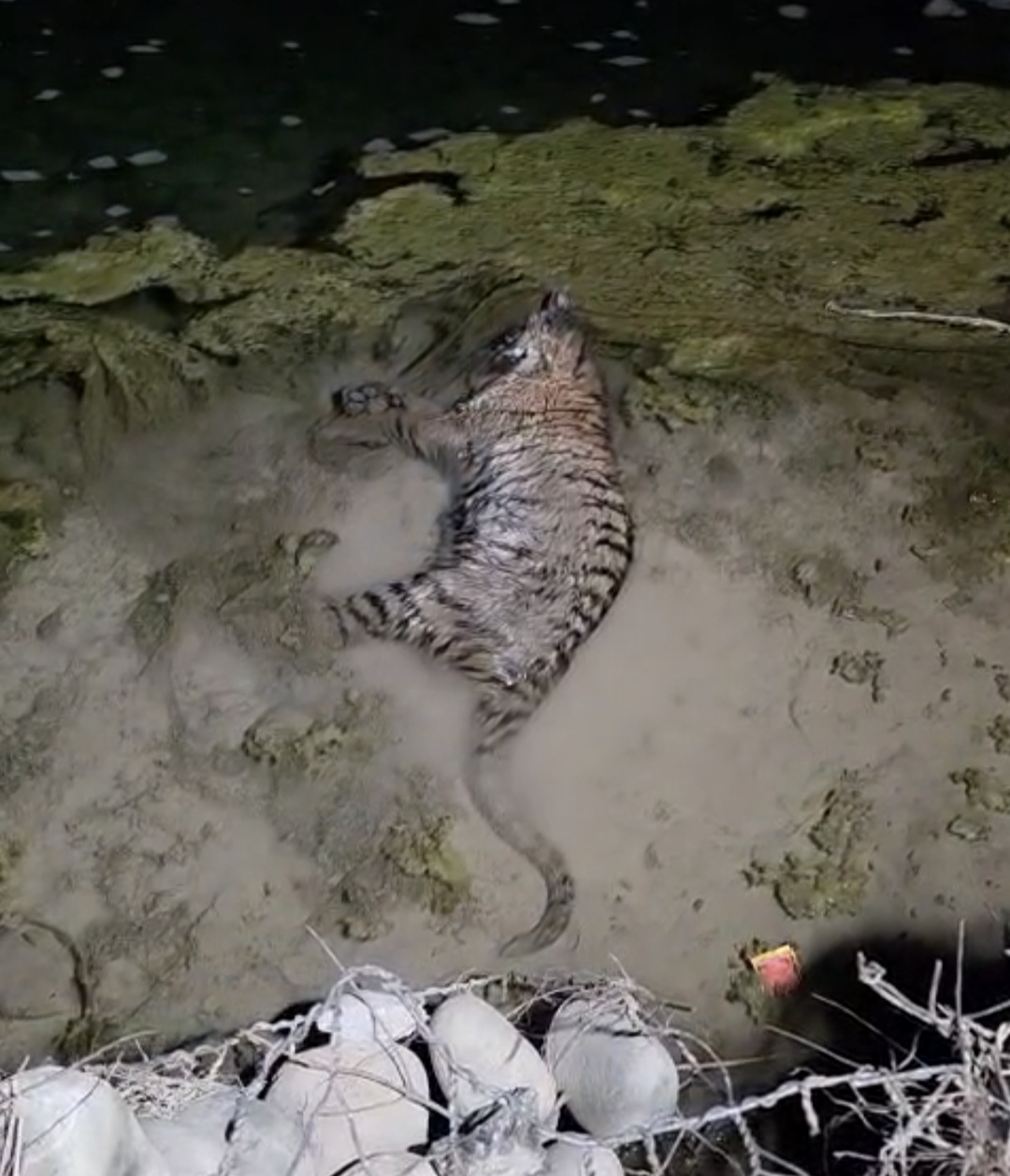 कञ्चनपुरमा समयमै उद्दार नहुँदा नदीमा फसेकाे डमरूकाे मृत्यु 