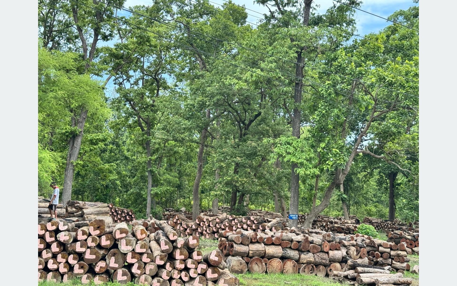  उपभोक्ताले सहजै पाउँदैनन् काठ 